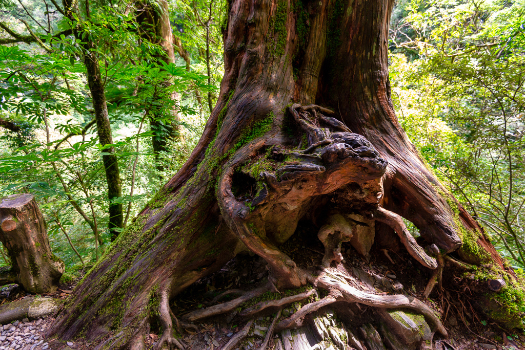 _DSC8728-編輯.JPG _DSC8728-編輯.JPG