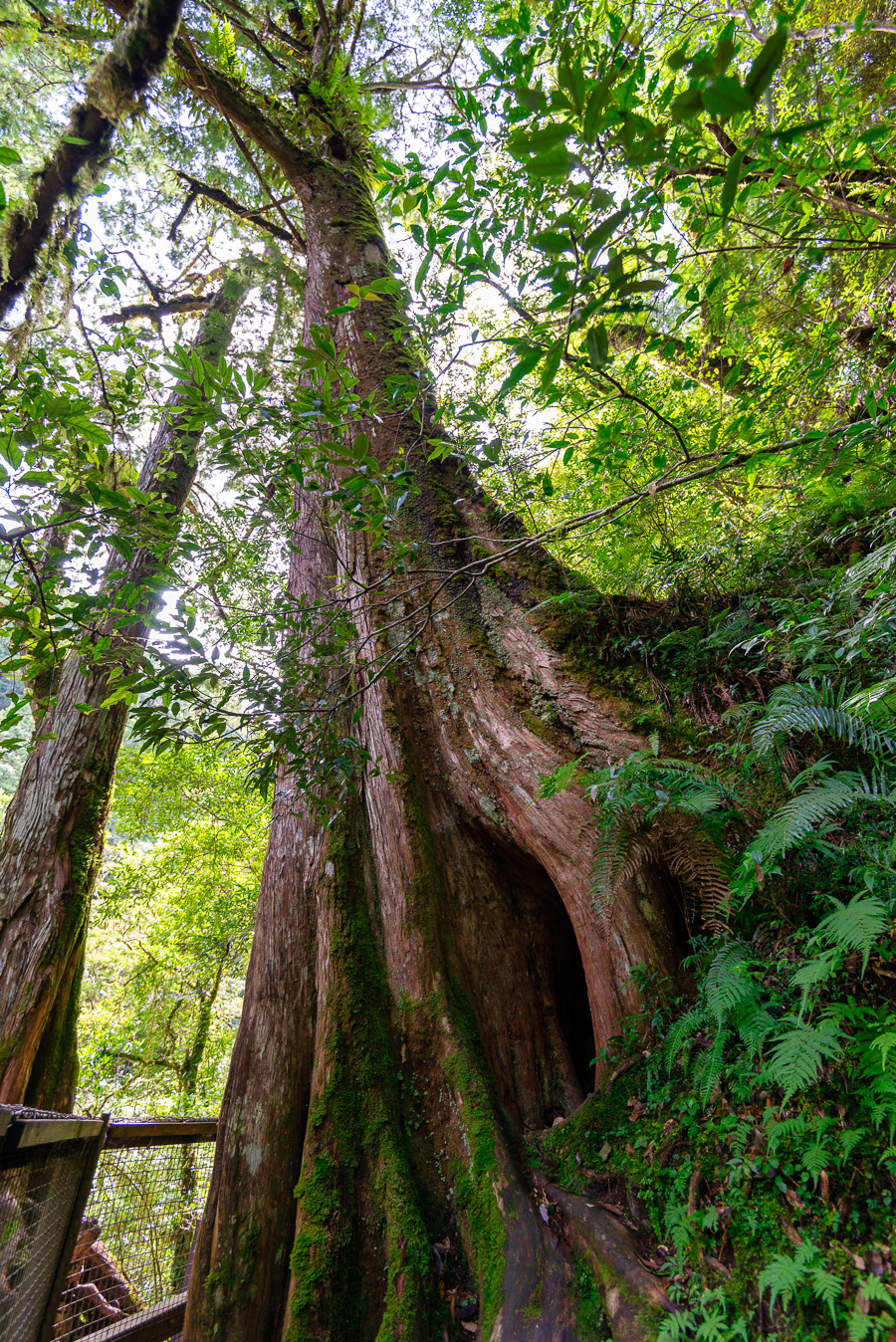 _DSC8727-編輯.JPG _DSC8727-編輯.JPG