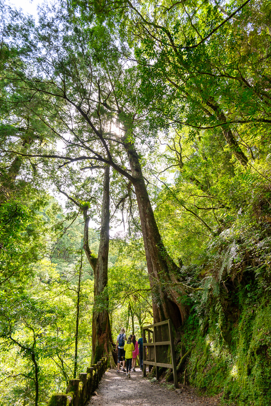 _DSC8725-編輯.JPG _DSC8725-編輯.JPG