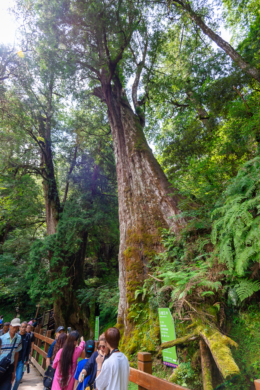 _DSC8731-編輯.JPG _DSC8731-編輯.JPG