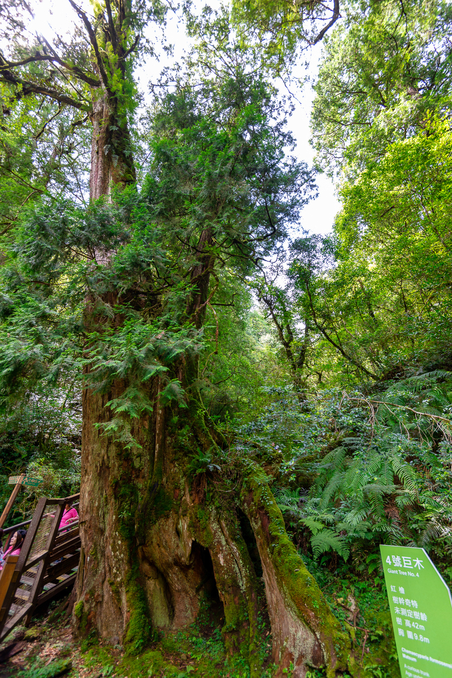 _DSC8736-編輯.JPG _DSC8736-編輯.JPG