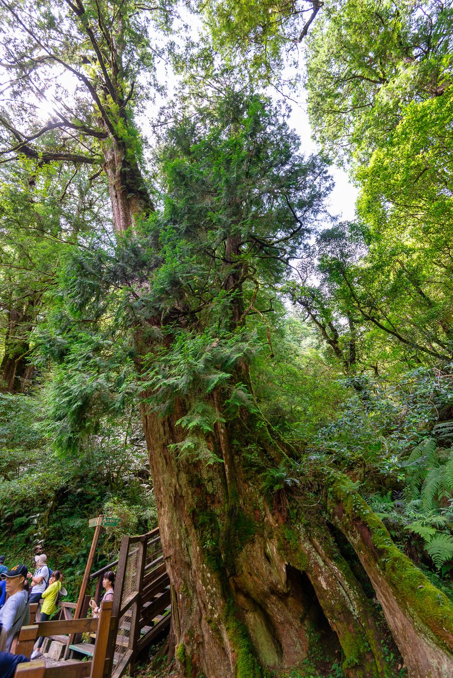 _DSC8737-編輯.JPG _DSC8737-編輯.JPG