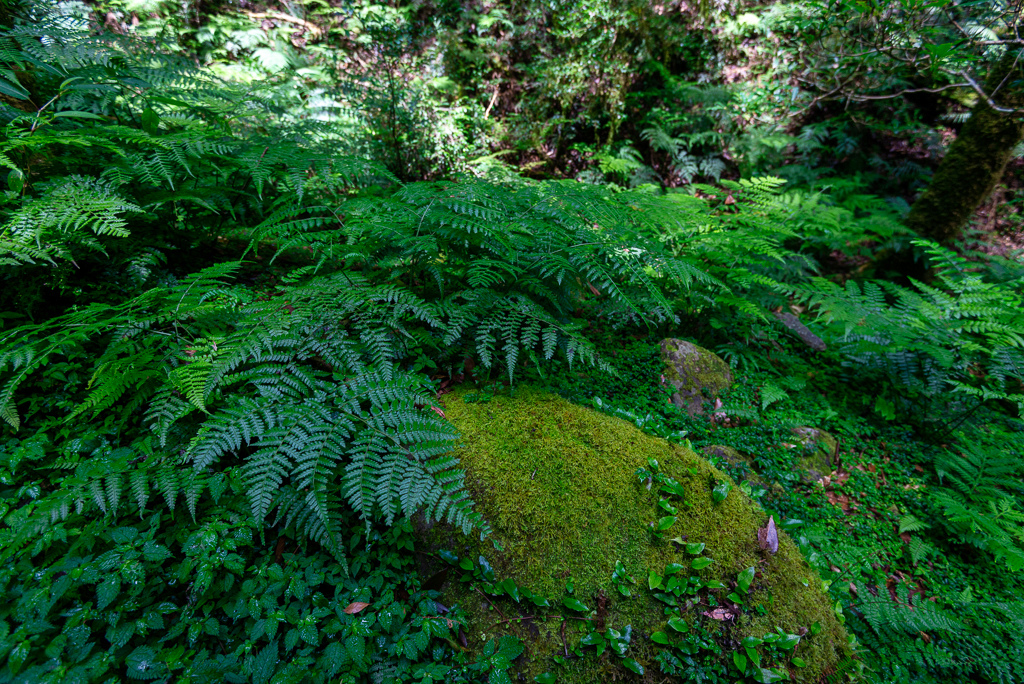 _DSC8743-編輯.JPG _DSC8743-編輯.JPG