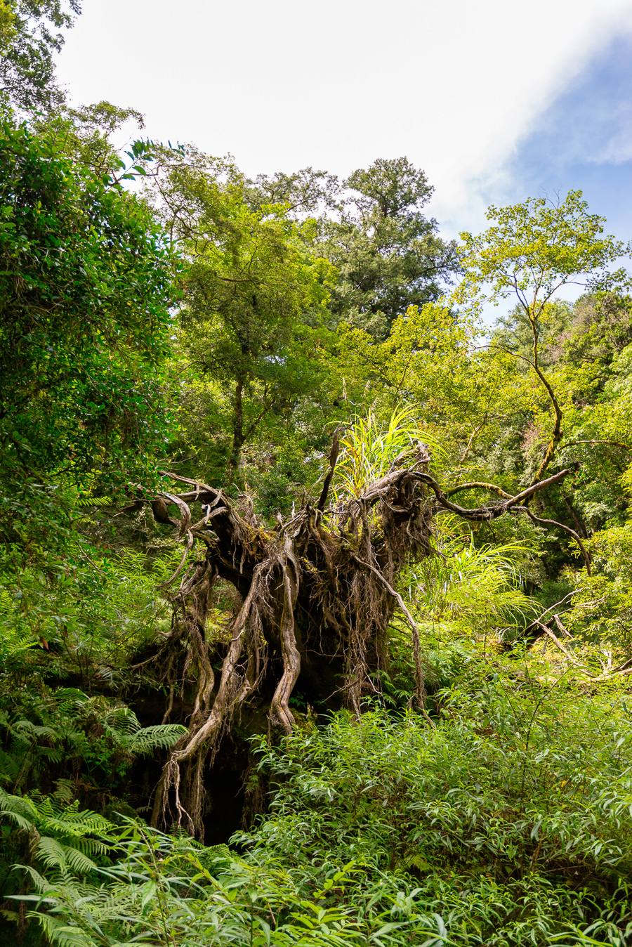 _DSC8771-編輯.JPG _DSC8771-編輯.JPG