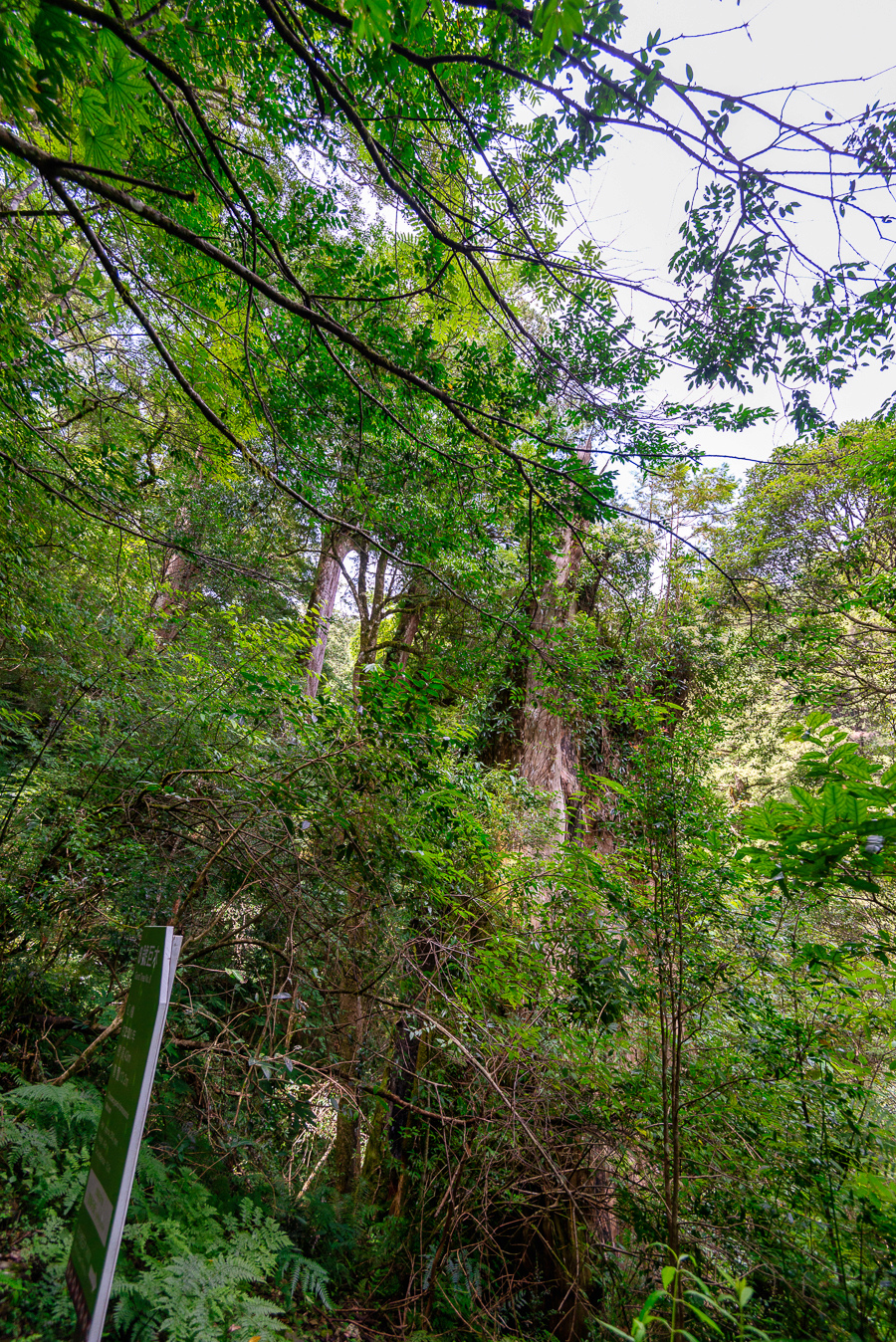 _DSC8788-編輯.JPG _DSC8788-編輯.JPG