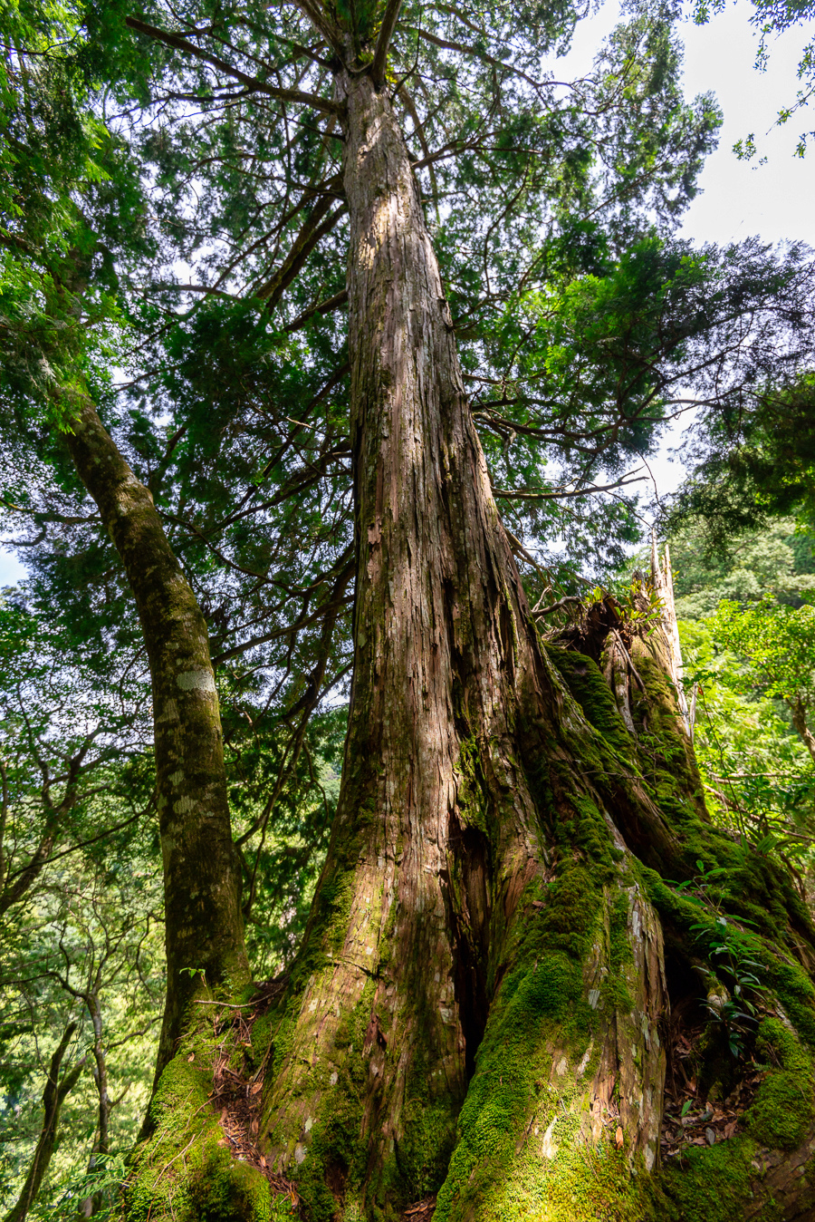 _DSC8800-編輯.JPG _DSC8800-編輯.JPG