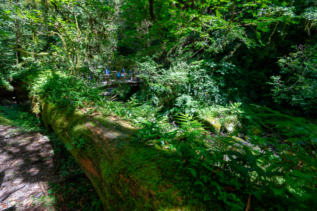 _DSC8806-編輯.JPG _DSC8806-編輯.JPG