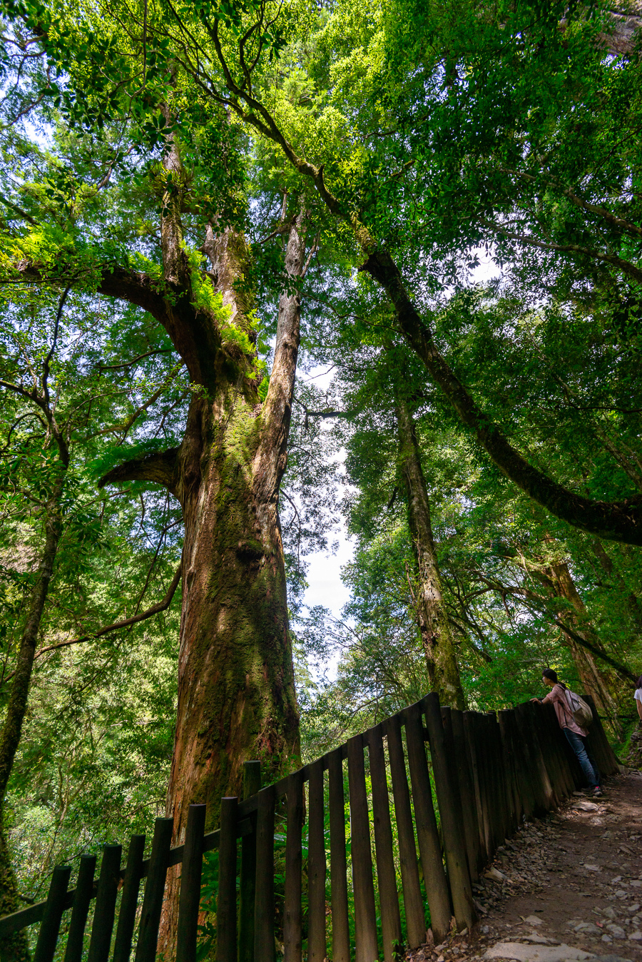 _DSC8827-編輯.JPG _DSC8827-編輯.JPG