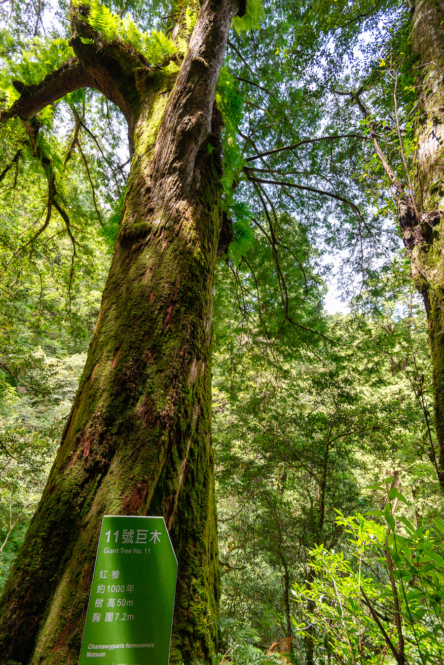 _DSC8831-編輯.JPG _DSC8831-編輯.JPG