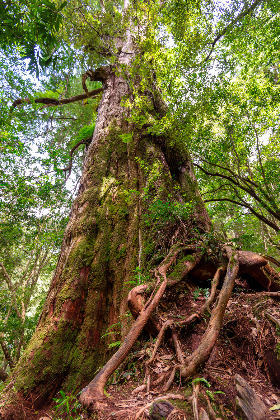 _DSC8850-編輯.JPG _DSC8850-編輯.JPG