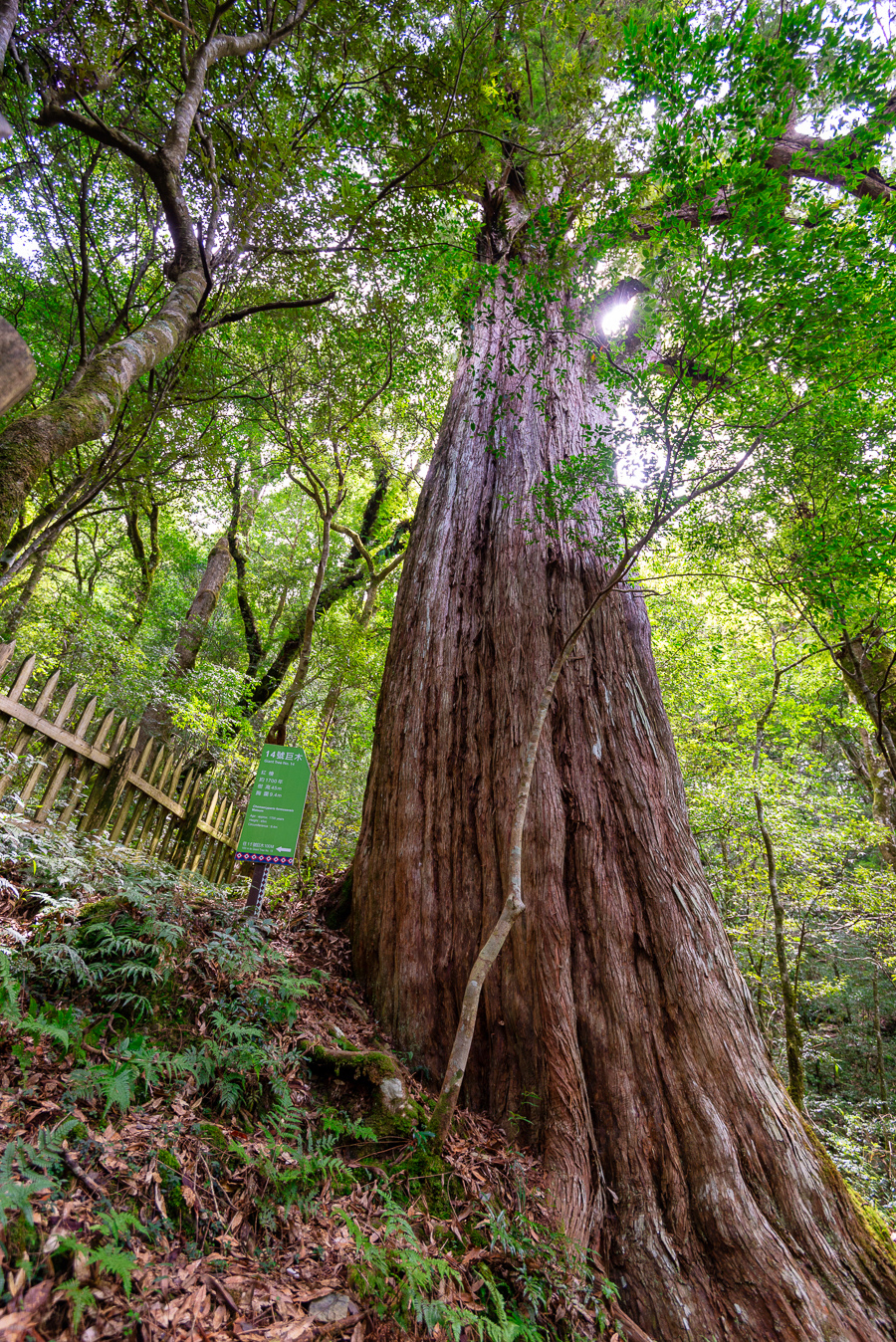 _DSC8856-編輯.JPG _DSC8856-編輯.JPG