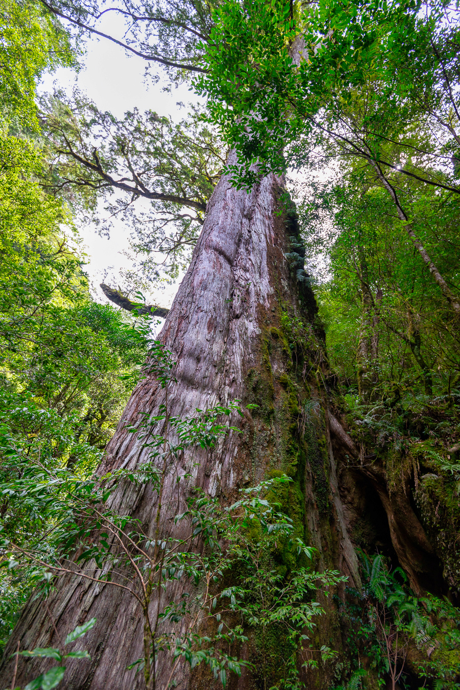 _DSC8878-編輯.JPG _DSC8878-編輯.JPG