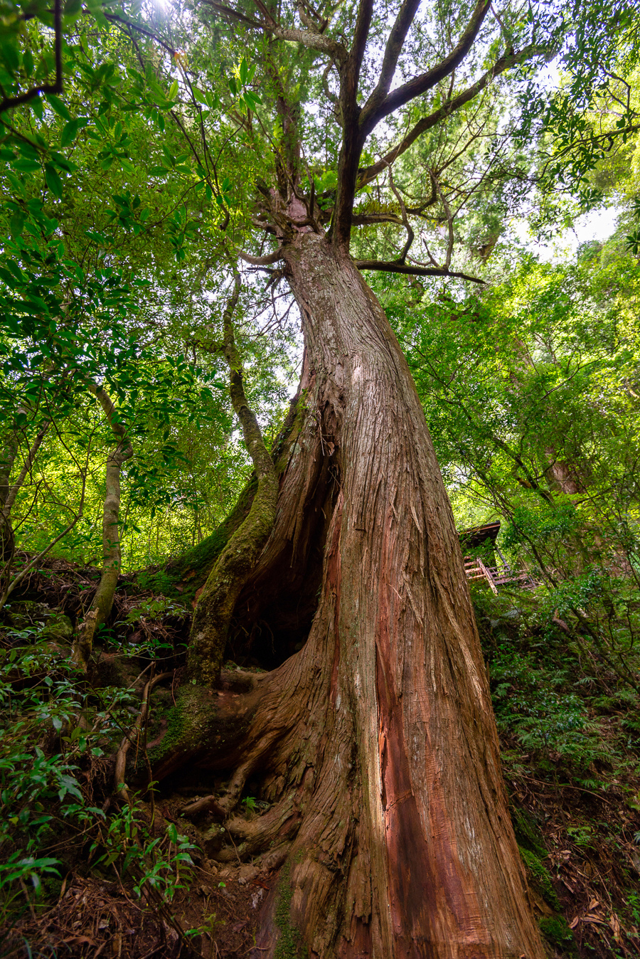 _DSC8895-編輯.JPG _DSC8895-編輯.JPG