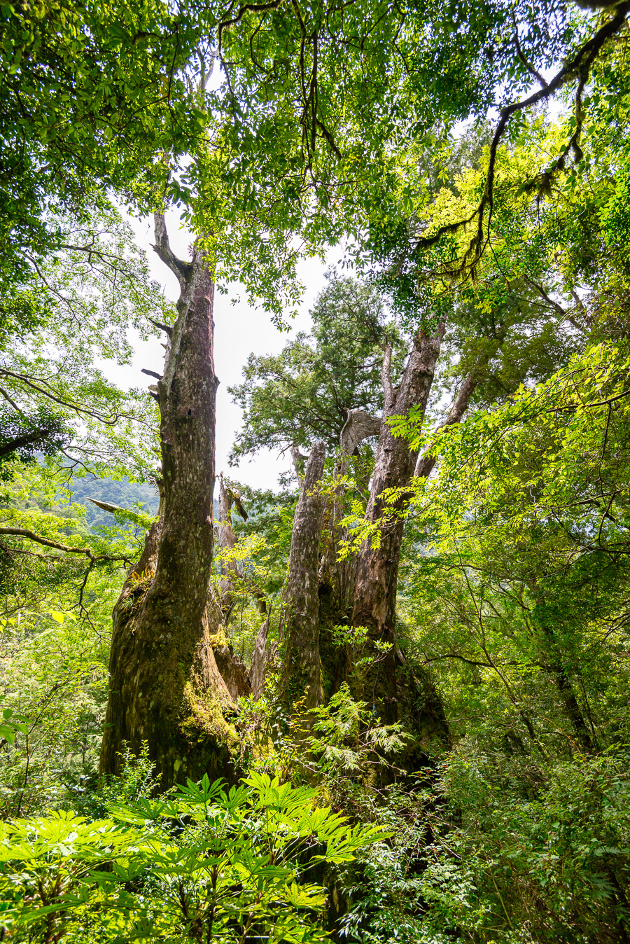 _DSC8899-編輯.JPG _DSC8899-編輯.JPG