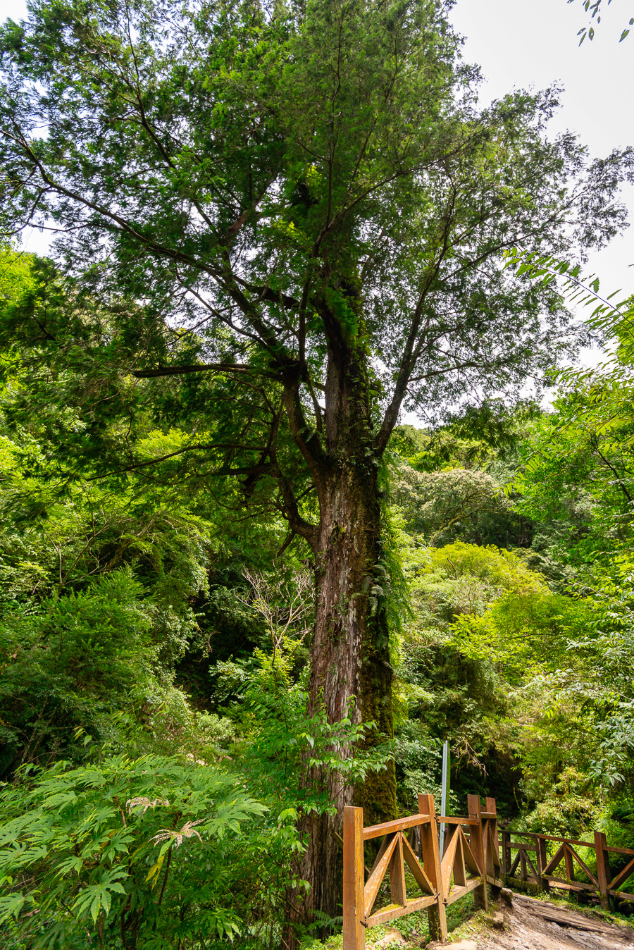 _DSC8910-編輯.JPG _DSC8910-編輯.JPG