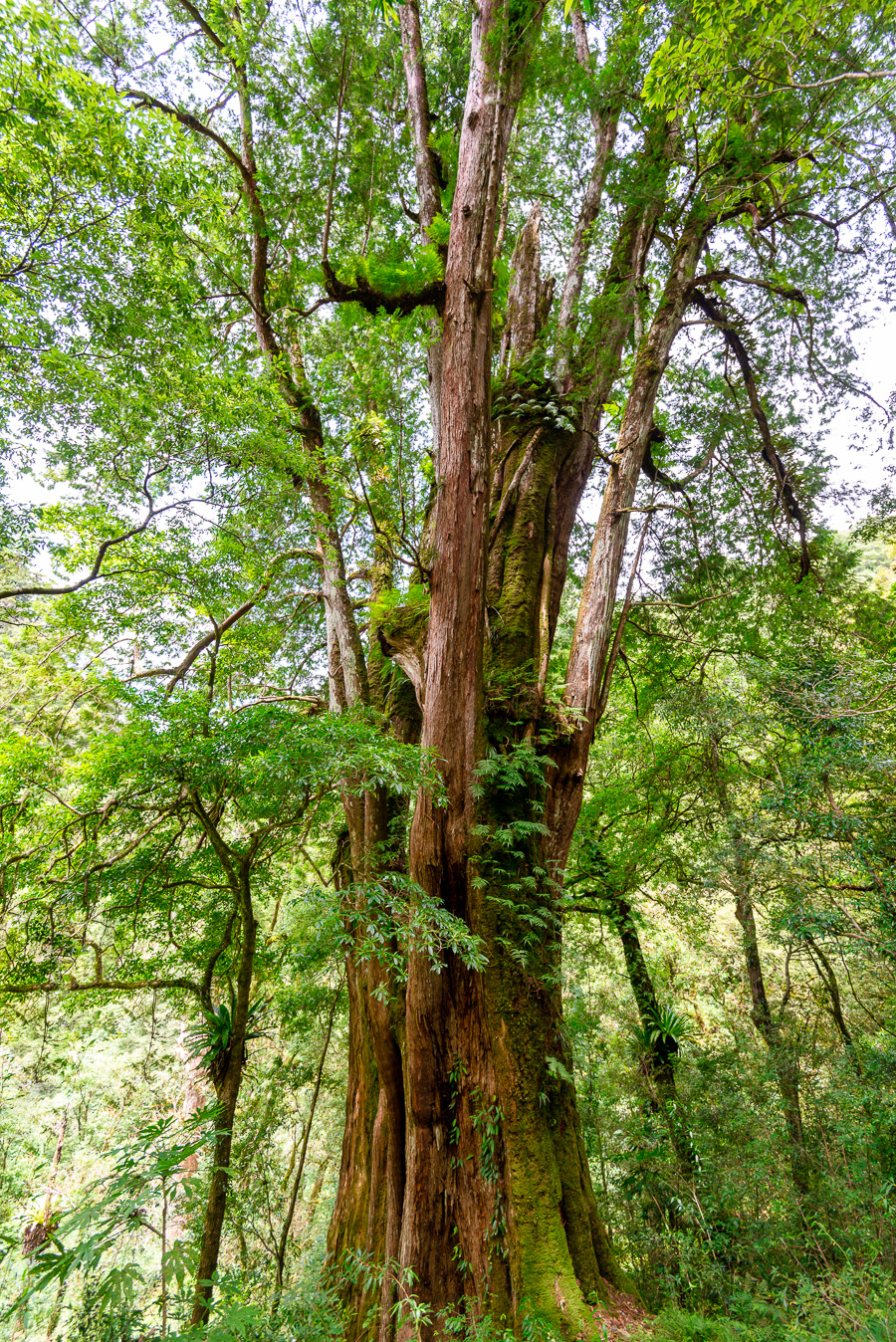 _DSC8921-編輯.JPG _DSC8921-編輯.JPG