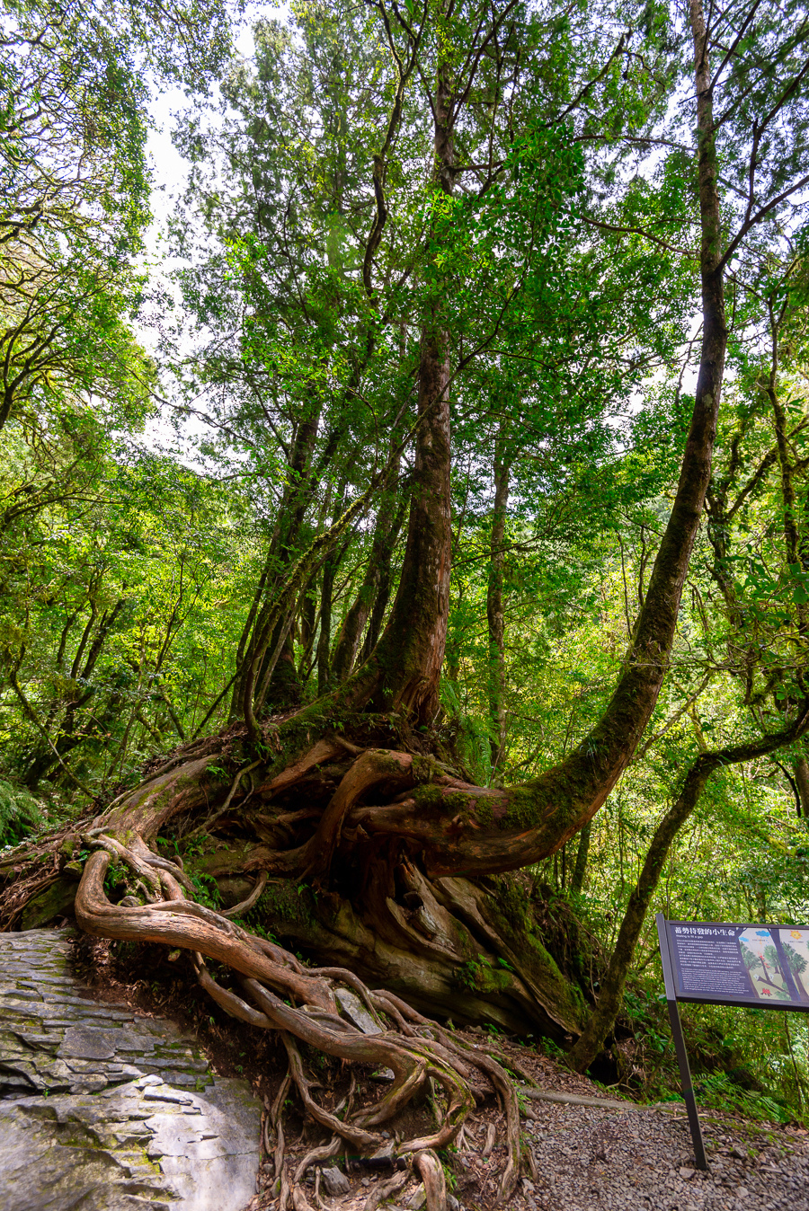 _DSC8933-編輯.JPG _DSC8933-編輯.JPG