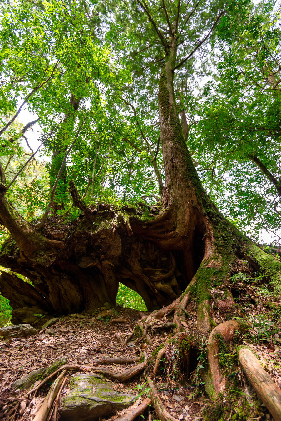 _DSC8938-編輯.JPG _DSC8938-編輯.JPG