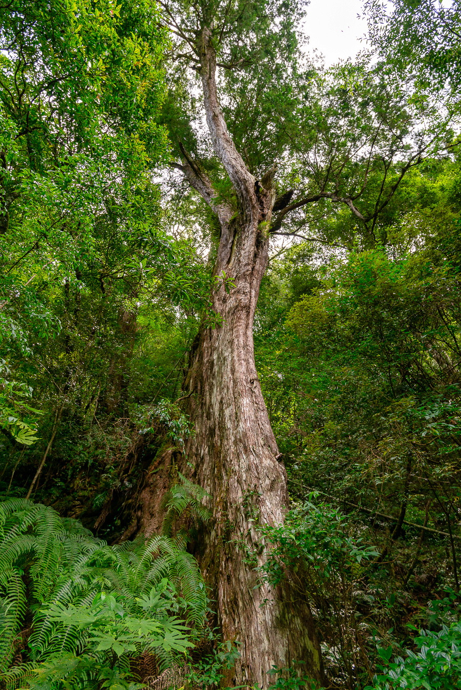 _DSC8953-編輯.JPG _DSC8953-編輯.JPG