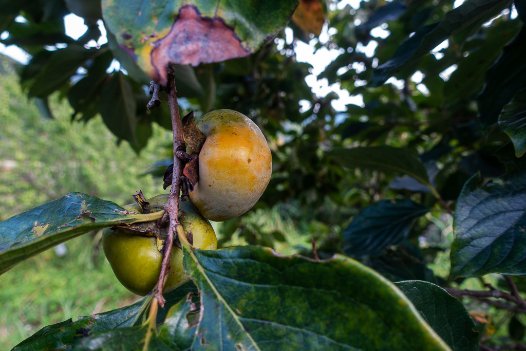 DSC06643.JPG DSC06643.JPG