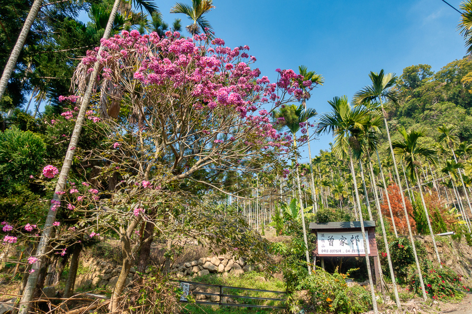 DSC02703-編輯.JPG DSC02703-編輯.JPG