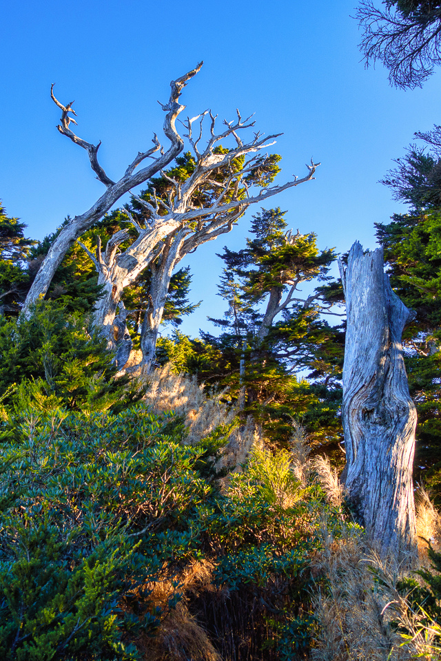 DSC03236-編輯.JPG DSC03236-編輯.JPG