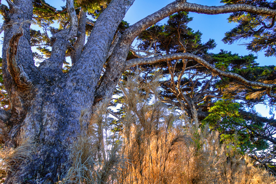 DSC03240-編輯.JPG DSC03240-編輯.JPG