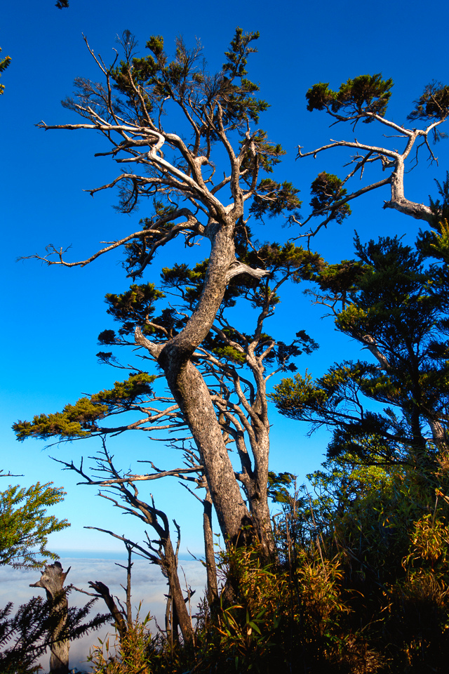 DSC03343-編輯.JPG DSC03343-編輯.JPG