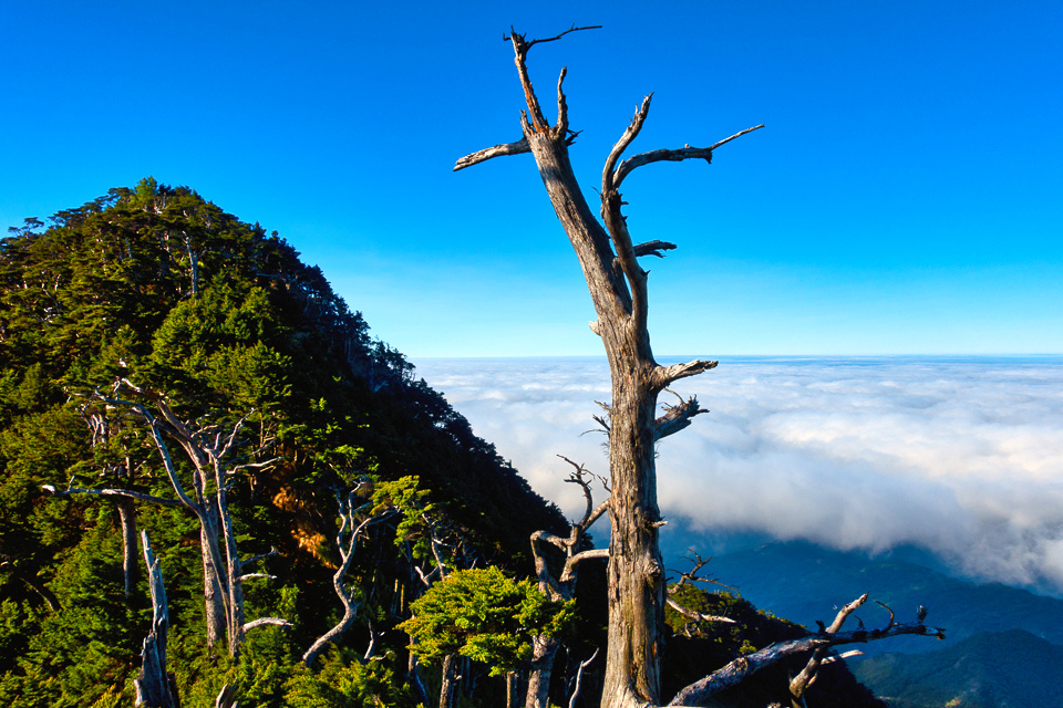 DSC03353-編輯.JPG DSC03353-編輯.JPG