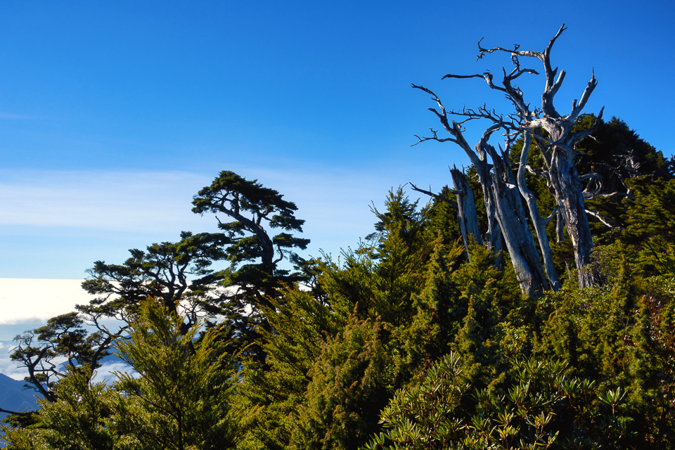 DSC03375-編輯.JPG DSC03375-編輯.JPG