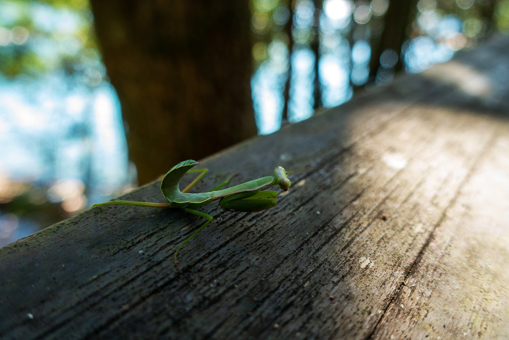 DSC06742.jpg DSC06742.jpg