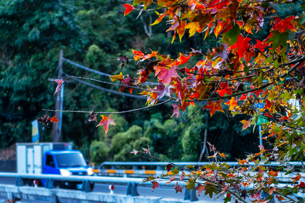 DSC06874-編輯.jpg DSC06874-編輯.jpg