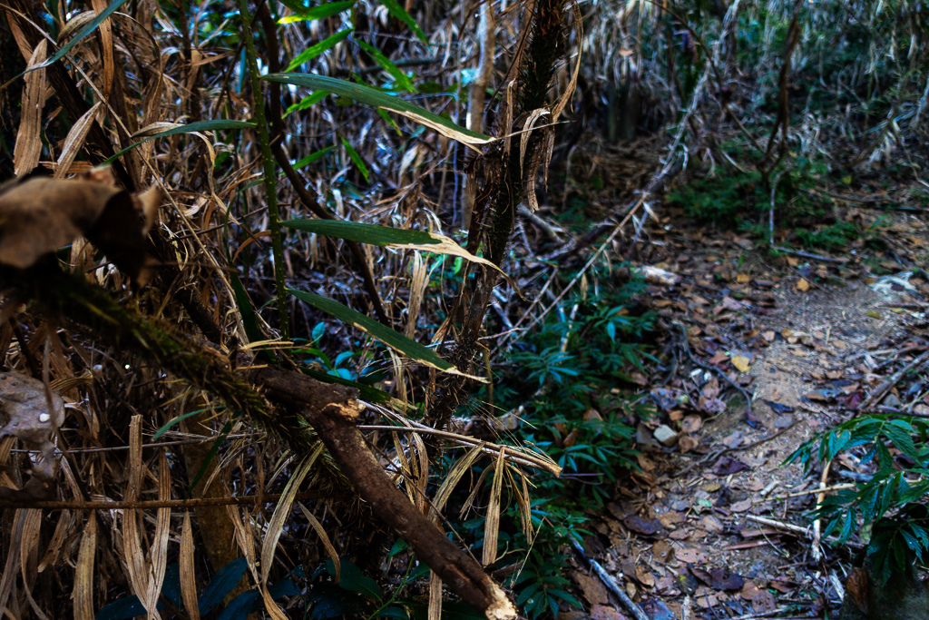 DSC09486.jpg DSC09486.jpg