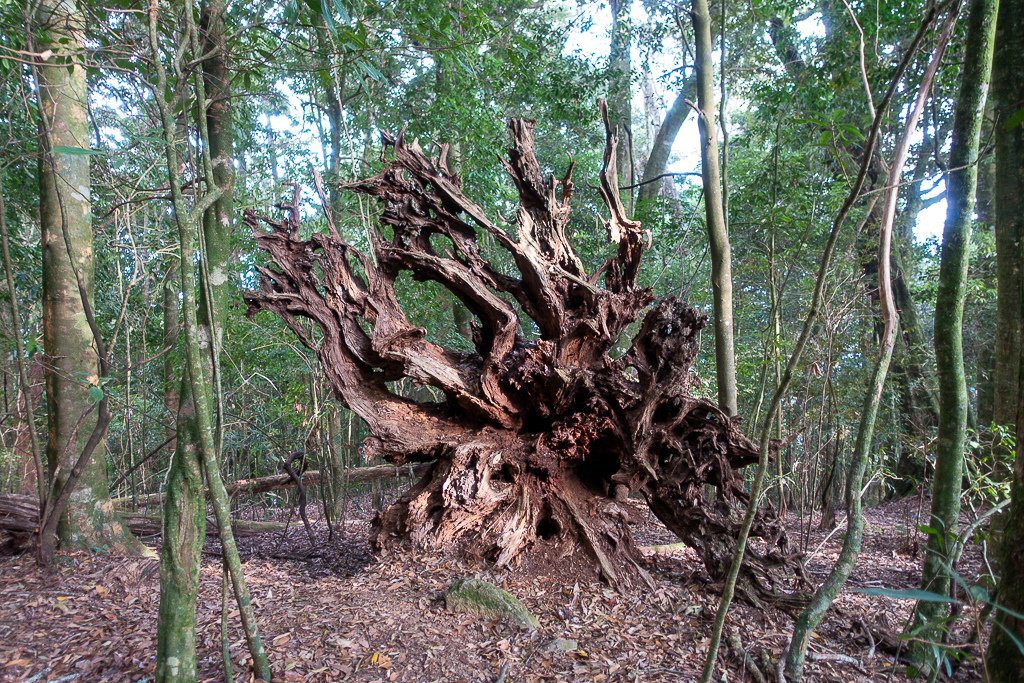 DSC00522.jpg DSC00522.jpg