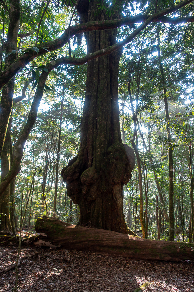 DSC00524.jpg DSC00524.jpg