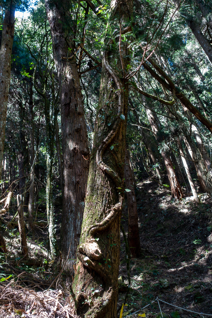 DSC00610.jpg DSC00610.jpg