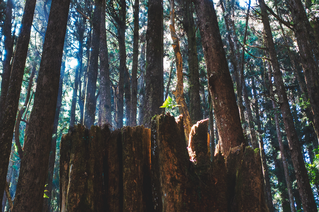 DSC00619-編輯.jpg DSC00619-編輯.jpg