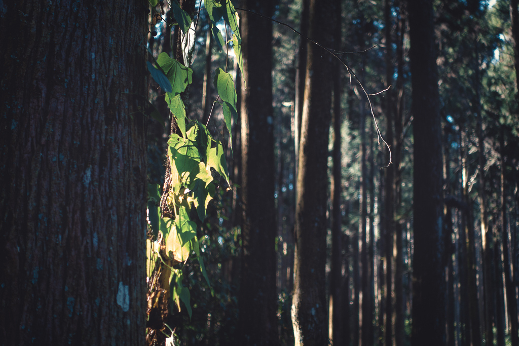 DSC00556-編輯-2.jpg DSC00556-編輯-2.jpg