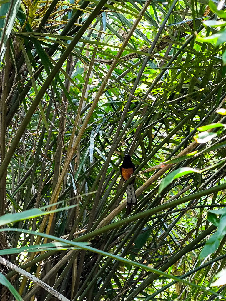 IMG_20250525_111352.jpg IMG_20250525_111352.jpg