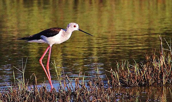 IMG_3110.JPG IMG_3110.JPG