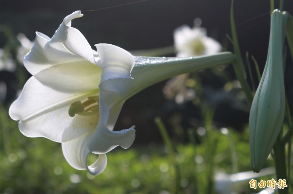 600_phpPX59dp 600_phpPX59dp