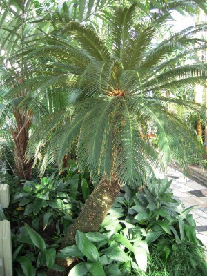 Figure-98.1-Sago-Palm-Cycas-spp.-300x400 Figure-98.1-Sago-Palm-Cycas-spp.-300x400
