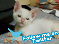 推特 Twitter Follow me banner 貼紙