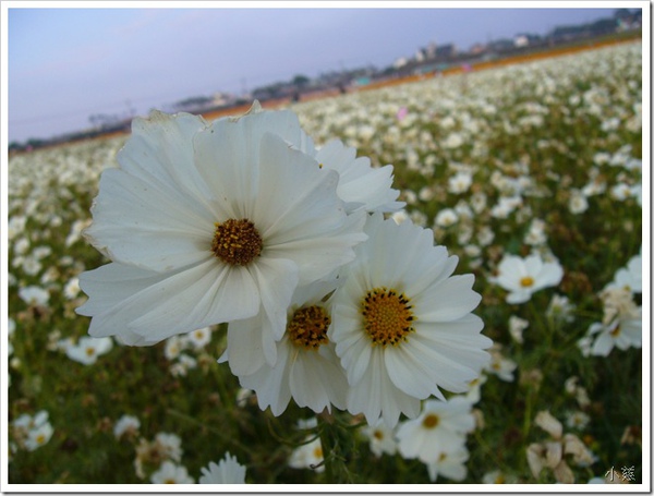 24699551:二週年紀念(下)-新社花海遊