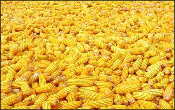 臻梅好 16.jpg 臻梅好 16.jpg