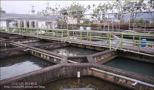 宜蘭八甲魚場 06.JPG