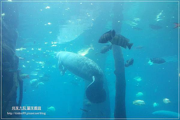 大陸珠海長隆海洋王國 40.jpg
