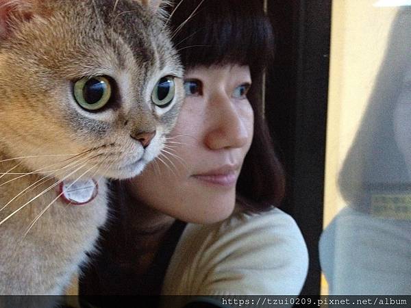 【母貓結紮】術後照顧