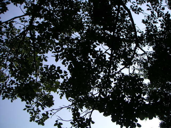 大安森林公園的天空