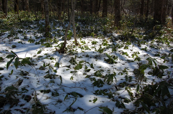 DSC_0808.JPG